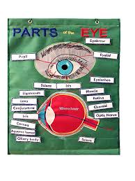 Parts Of The Eye