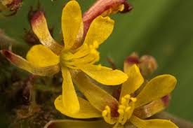 Image result for Triumfetta tenuipedunculata