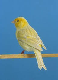 صور عصافير كناري روعة Canary Bird Pictures Canary Birds Bird Pictures Animals