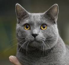 At this point, russian blues were shorthaired, solid blue felines with foreign body types. Chartreux Wikipedia