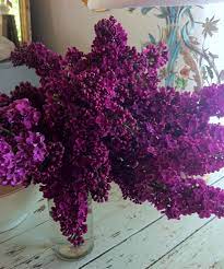 Red Ticking Beautiful Flowers Purple Flowers Flowers