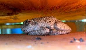 They should not be fed seasoned meat, salt, sugar, processed food or pesticides. Create An Amphibian Habitat To Invite Frogs Toads Hobby Farms