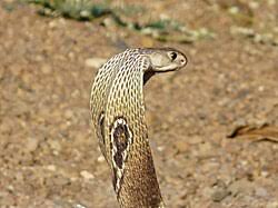 Image result for Najas horrida