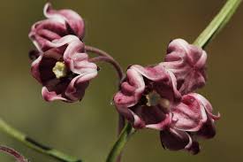 Image result for Apocynaceae subfamilies Asclepiadoideae and Secamonoideae