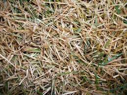 Usually dethatching with a special rake or a vertical mower helps to get rid of a thatch layer. Zoysia Grass Lawn Turns Yellow In The Fall