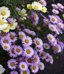Image result for Erigeron steudelii