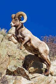 Sinfashion Us Is For Sale North American Wildlife Animals Beautiful North American Animals
