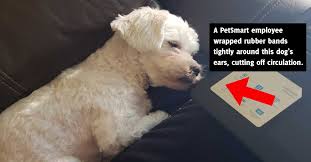 Gabby's grooming on the go. Dog Hair Salon Near Me Cheaper Than Retail Price Buy Clothing Accessories And Lifestyle Products For Women Men