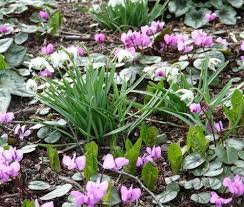 Cyclamen Coum In 2020 Naturgarten Alpenveilchen Stauden