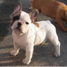 Check spelling or type a new query. French Bulldogs For Sale In Florida Change Comin