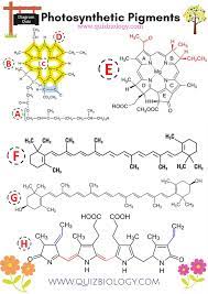 Diagram Quiz On Photosynthetic Pigments A Deep Look Into The Structure Of Photosynthetic Pigments Enjoy Bio In 2021 Biology Science Cells Biology Worksheet