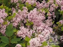 Image result for Syringa meyeri ´Palibin