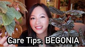 How-to Repot Your Begonia Maculata (Angel Wings Begonia)