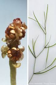 Image result for Potamogeton pusillus