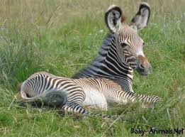 Bebek Hayvan Resimleri Babyzebra Cutezebra Cutebabyzebra Littlezebra Sweetzebra Sweetbabyzebra Babyan Newborn Animals Baby Zebra Zebra Pictures