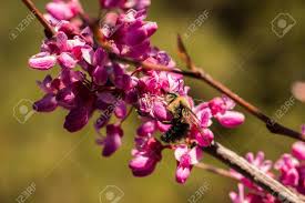 Cercis occidentalis, the western redbud or california redbud (syn. Sideview Of A Carpenter Bee Xylocopa Pollinating A Flower Of The Western Redbud Cercis Occidentalis A Flowering Tree Stock Photo Picture And Royalty Free Image Image 63416422