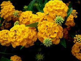 50 Golden Yellow Hydrangea Flower Seeds Flash Sale 5 37 Plus Free Shipping Planting Instructions Included E Yellow Hydrangea Flowers Hydrangea Wallpaper