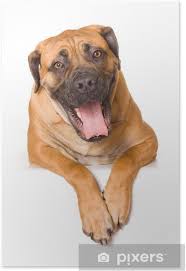 It is well balanced with good muscle development and buoyant in movement. Puppy Of Girl Of 8 Months Of Rare Breed South African Boerboel P Poster Pixers We Live To Change