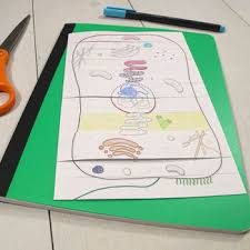Maybe you would like to learn more about one of these? Cell Organelles Foldables Exploring Plant Animal Cell Structure Function