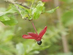 Image result for Ochna ovata