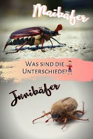 Maikafer Junikafer Unterscheiden Mais Pflanzenwelt Geniessen
