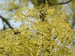 Image result for Steganotaenia