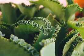 Check spelling or type a new query. 443 Mother Thousands Plant Photos Free Royalty Free Stock Photos From Dreamstime