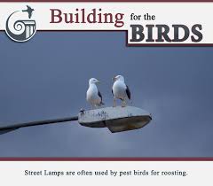 Street Lamps Are Often Used By Pest Birds For Roosting Bird Streets Street Lamp Birds