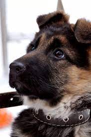 Although there are many wonderful souls across the nation who work extra hours and put in efforts beyond their capacity, there is always a shortage of funding and communication across the animal activist circuit. German Shepherd Puppies In Palakkad The Y Guide