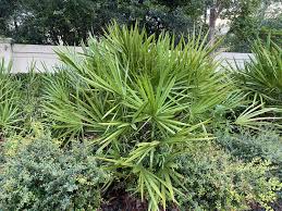 Image result for Serenoa repens