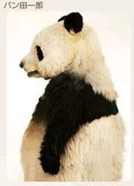 Profil Panda Day Weird Animals Panda