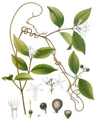 Image result for Landolphia owariensis