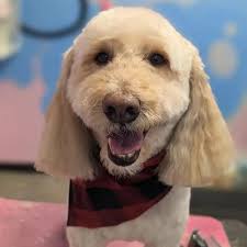 LC'S Detroit Pet Salon (@lcsdetroit) · Instagram 照片和视频