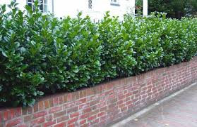 Kirschlorbeer Novita Prunus Laurocerasus Novita Kirschlorbeeren Gunstig Online Kaufen Fotografie Foto Natur Kirschlorbeer Sichtschutz Garten Gartenboden