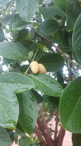 Image result for Berchemia discolor