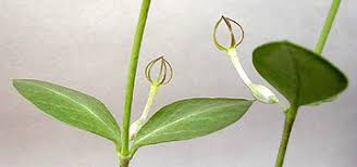 Image result for Ceropegia conrathii