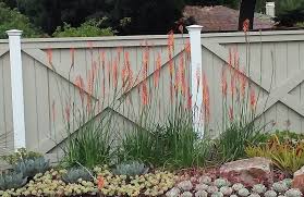Image result for Kniphofia thomsonii