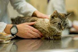 paralich u koshek prichiny simptomy diagnostika lechenie i prognoz mery profilaktiki blog vetkliniki belanta