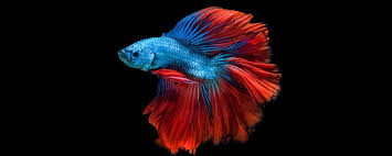 Durata de viata ssd ! PeÈtele Betta Un LuptÄtor Petmagazin Ro