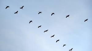 Rund zwei drittel davon ziehen im spätsommer und herbst in den süden. Zugvogel Welche Vogel Uberwintern In Der Heimat Bayern 1 Radio Br De