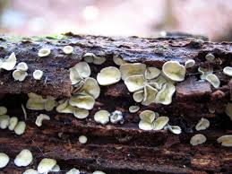 Image result for Chlorosplenium chlora