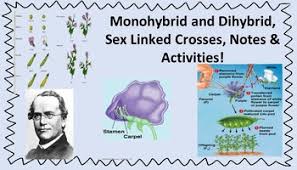 The worksheet is an assortment of 4 intriguing pursuits that will enhance your kid's knowledge and abilities. Multiple Allels Worksheets Teaching Resources Tpt