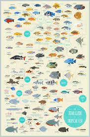 the total guide to tropical fish infographic