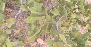 Image result for Dobera