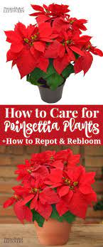 This Is How To Keep Your Poinsettia Plant Alive This Year Use These Gardening Tips To Care For Poinsettias Poinsettia Plant Christmas Plants Poinsettia Care