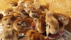 We did not find results for: Kuken Eine Woche Alt Bielefelder Kennhuhn Youtube