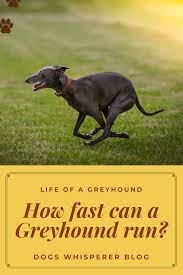 as fast as a greyhound greyhound greyhound puppy greyhounds racing