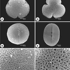 Image result for Conostomium zoutpansbergense