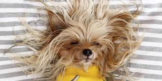 How much does pet insurance for teacup yorkies cost? Do Yorkies Shed The Answer Might Surprise You The Dog People By Rover Com