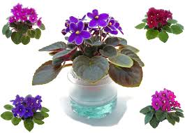 Please remember to add shipping to your order. 2 In Miniature Violets With Watership Set Of 4